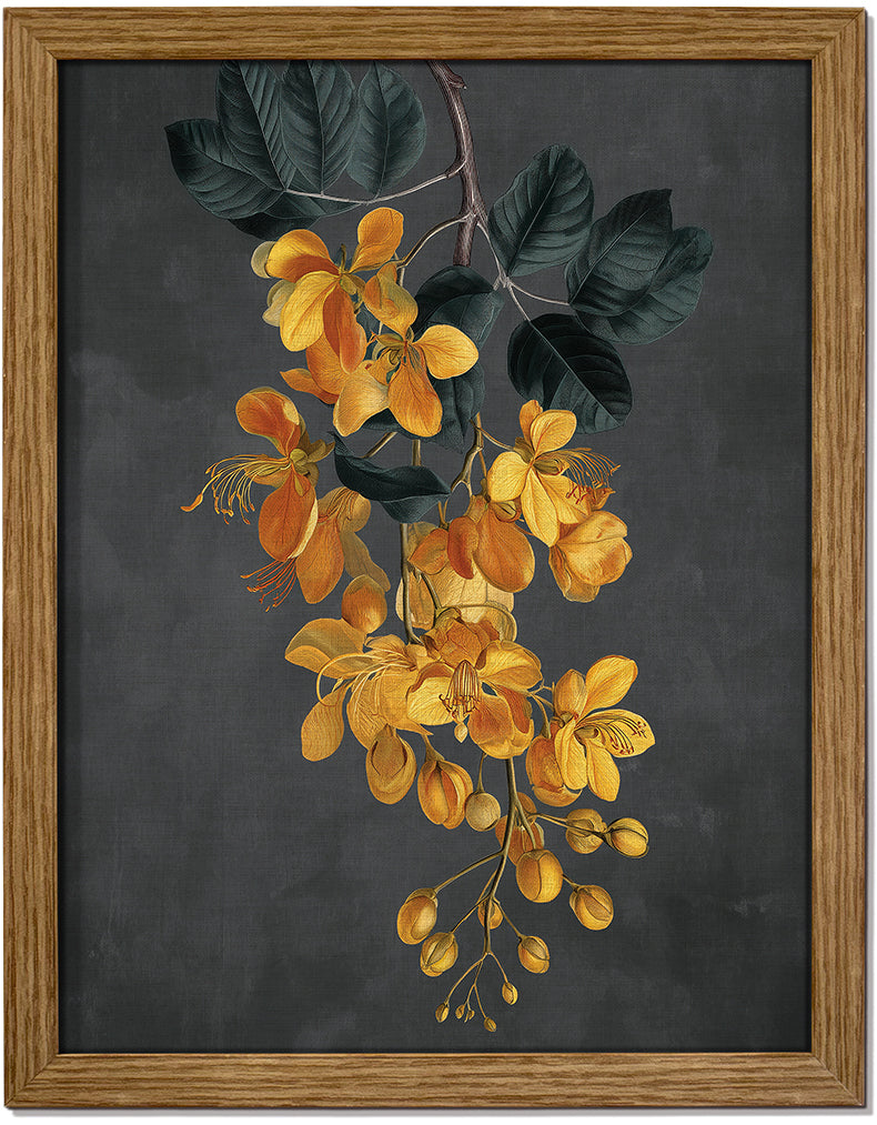 Amaltas