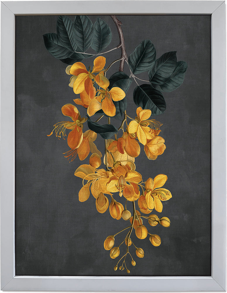 Amaltas
