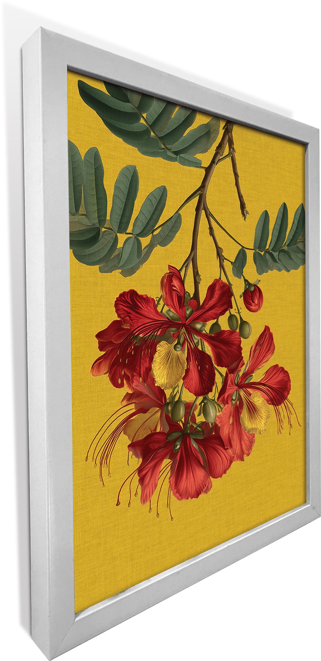Gulmohar