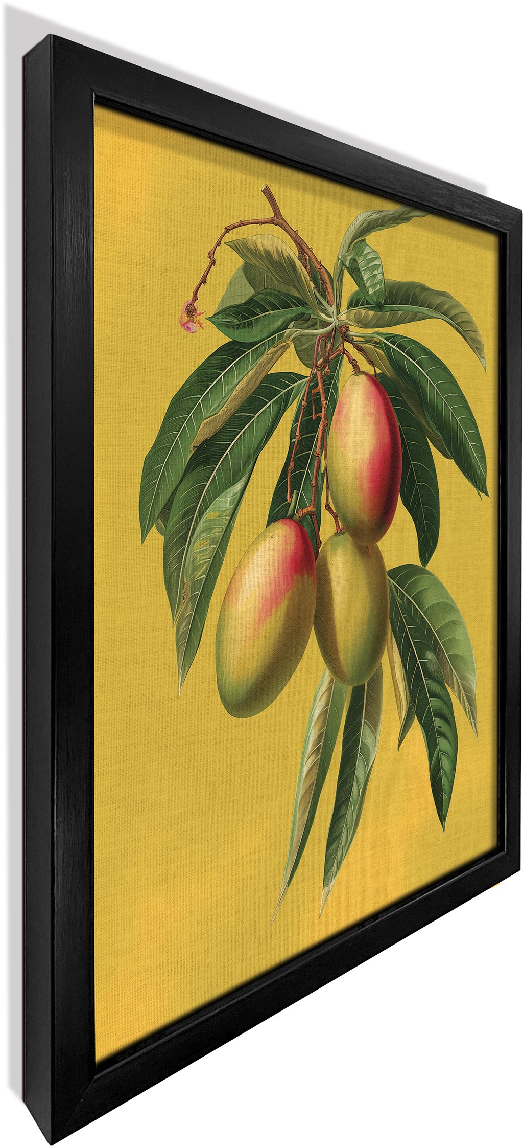 Botanical Mangoes