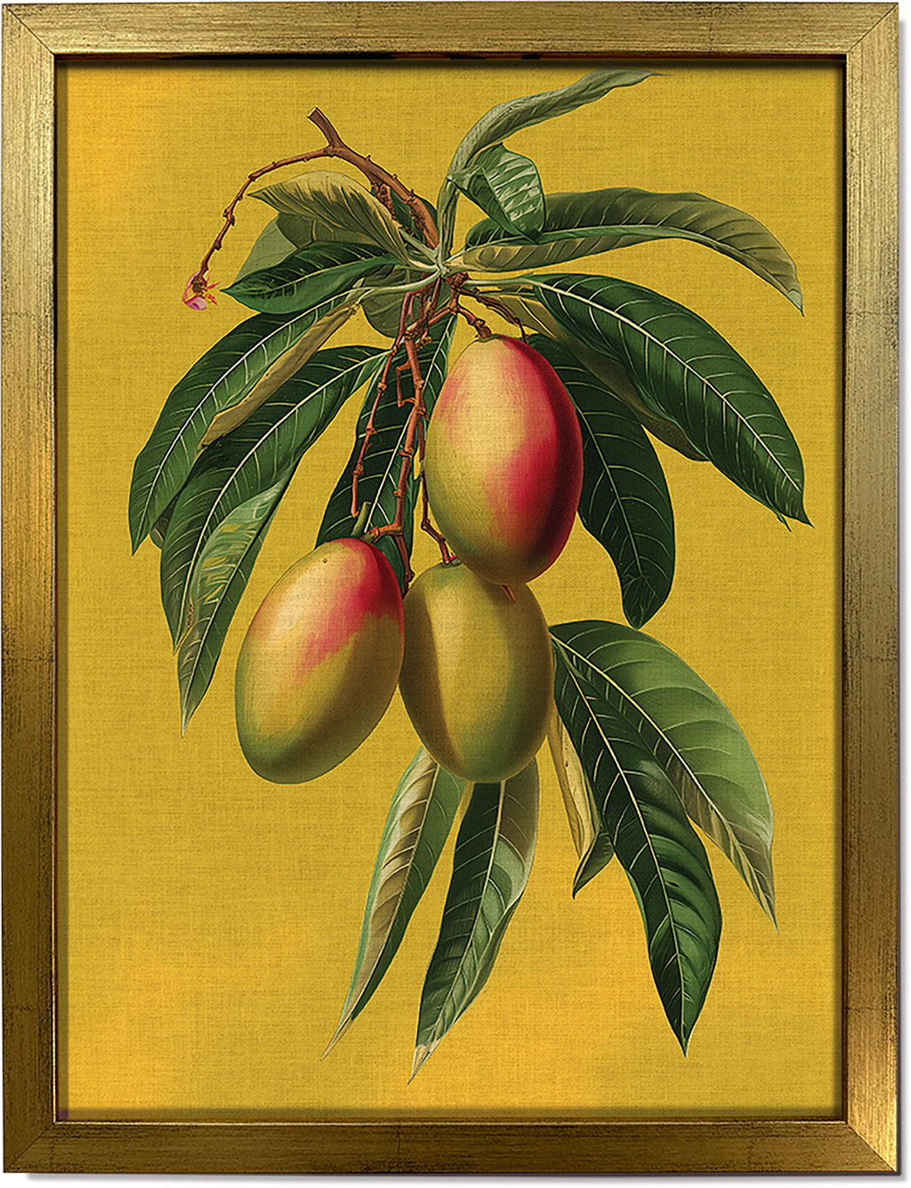 Botanical Mangoes
