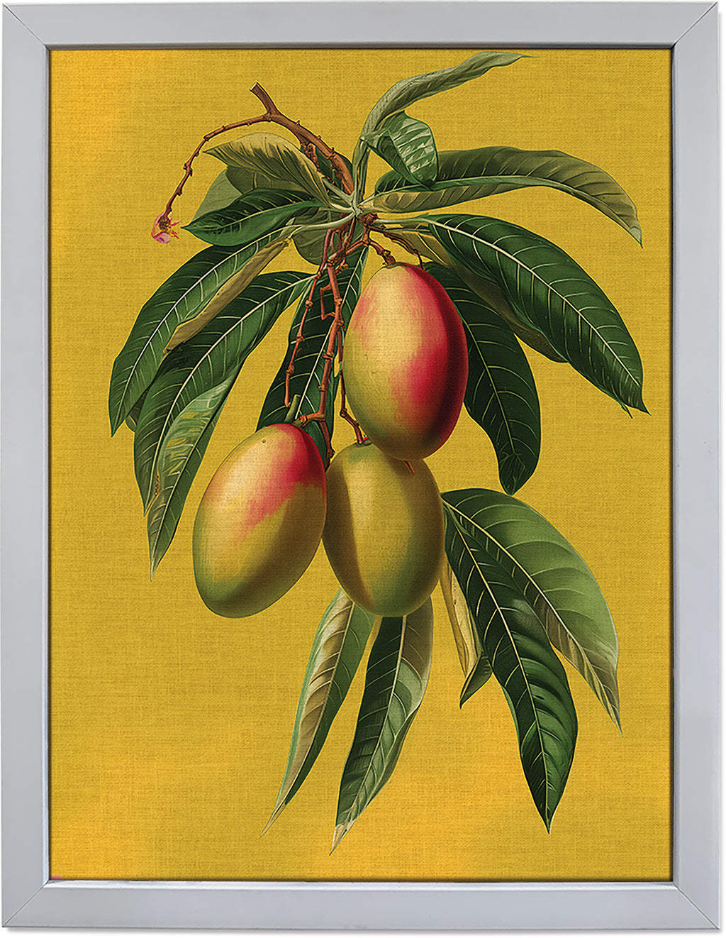 Botanical Mangoes