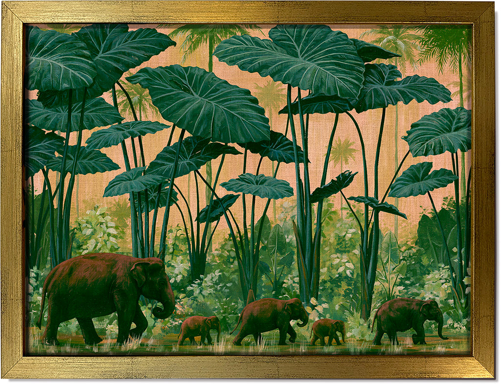 Colocasia Giants