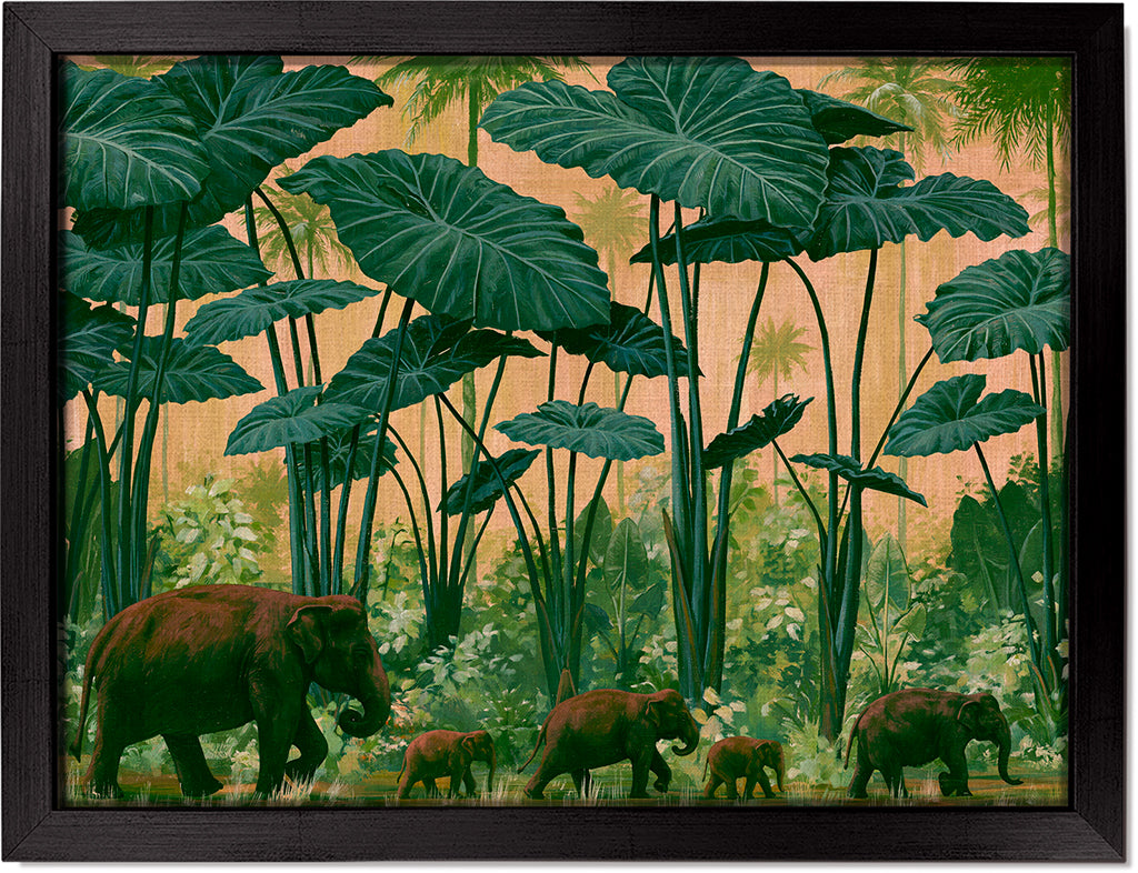 Colocasia Giants