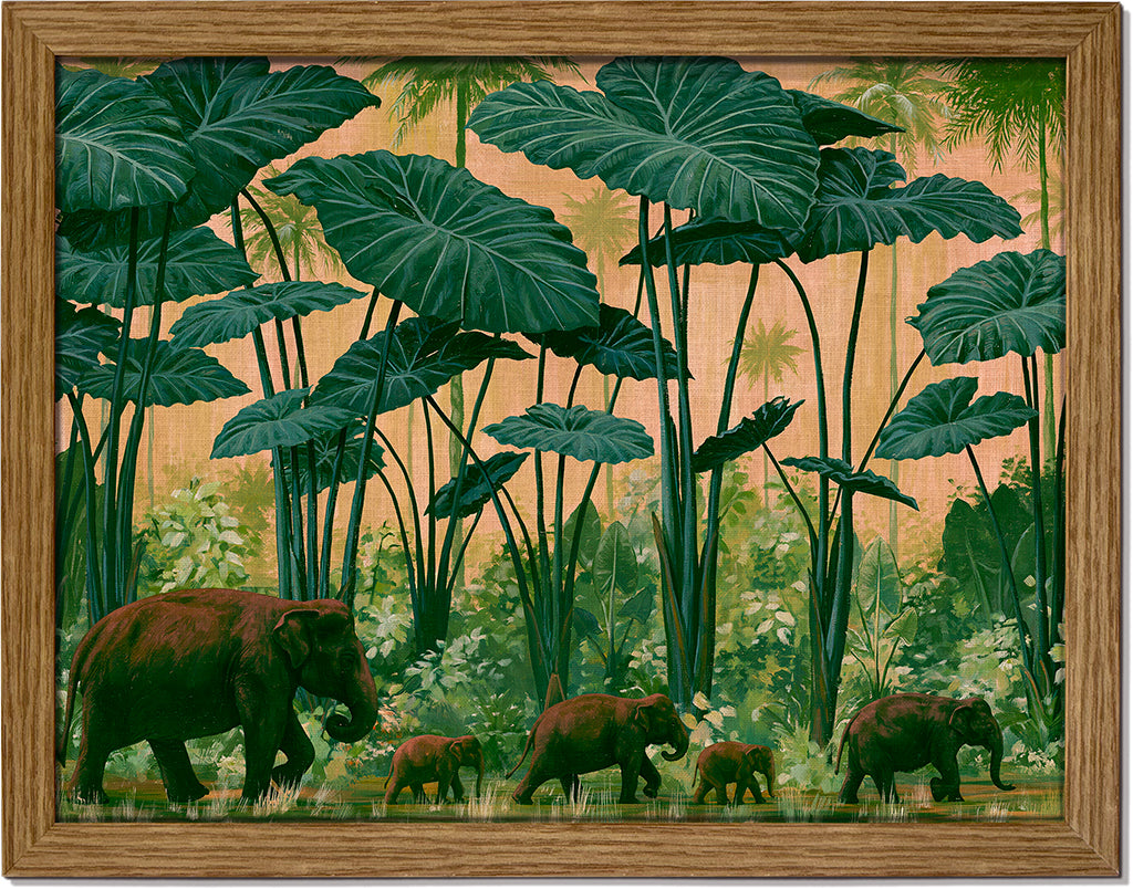 Colocasia Giants