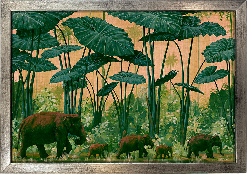 Colocasia Giants