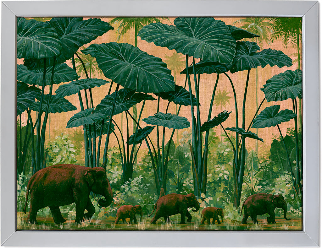 Colocasia Giants