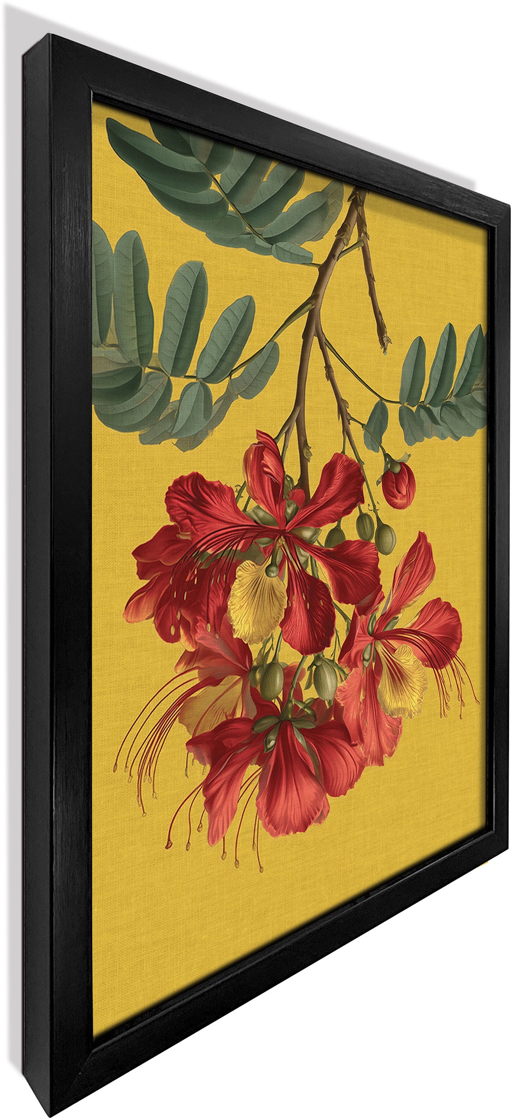 Gulmohar