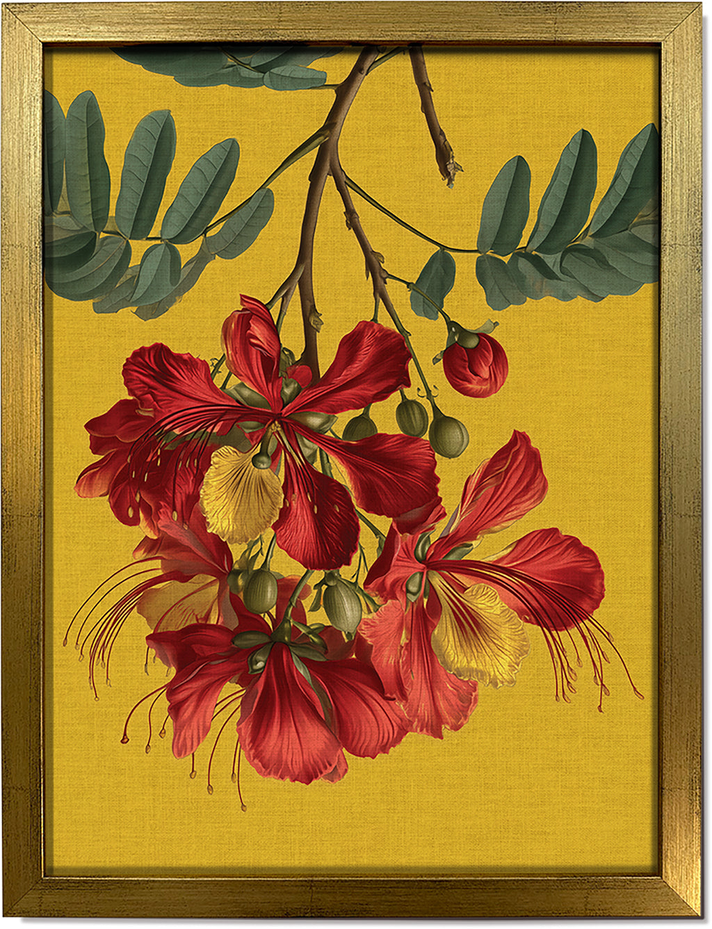 Gulmohar