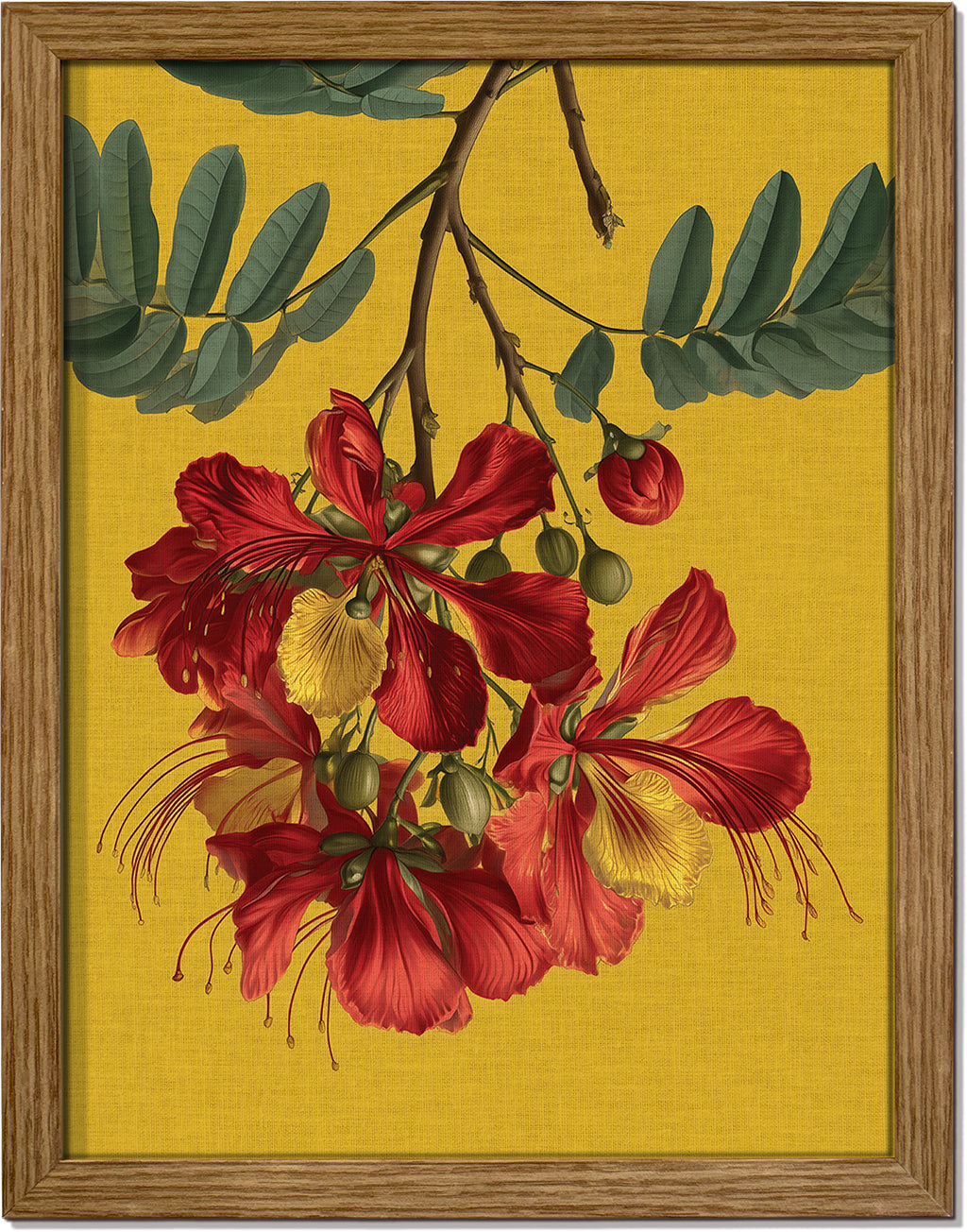 Gulmohar