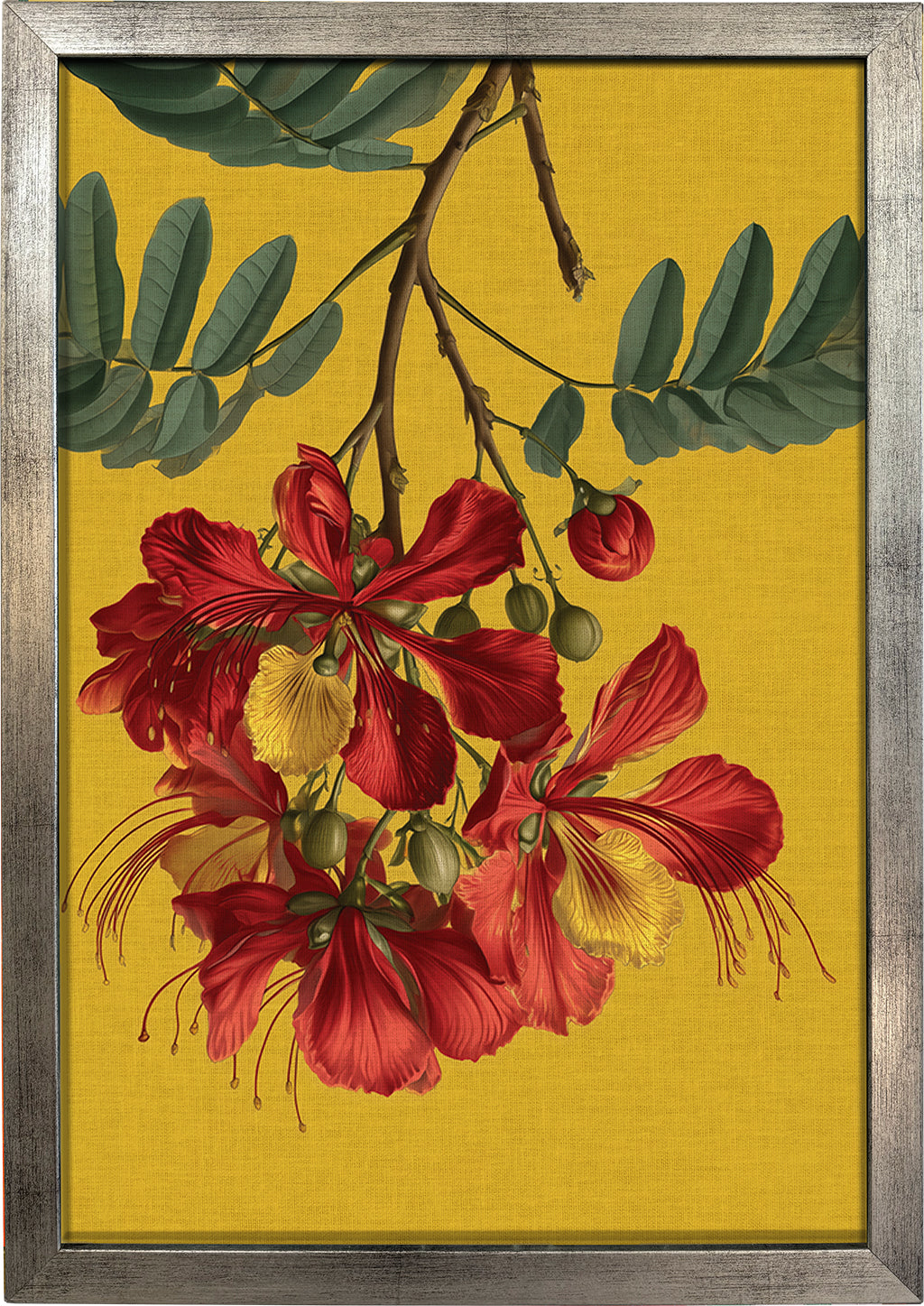Gulmohar