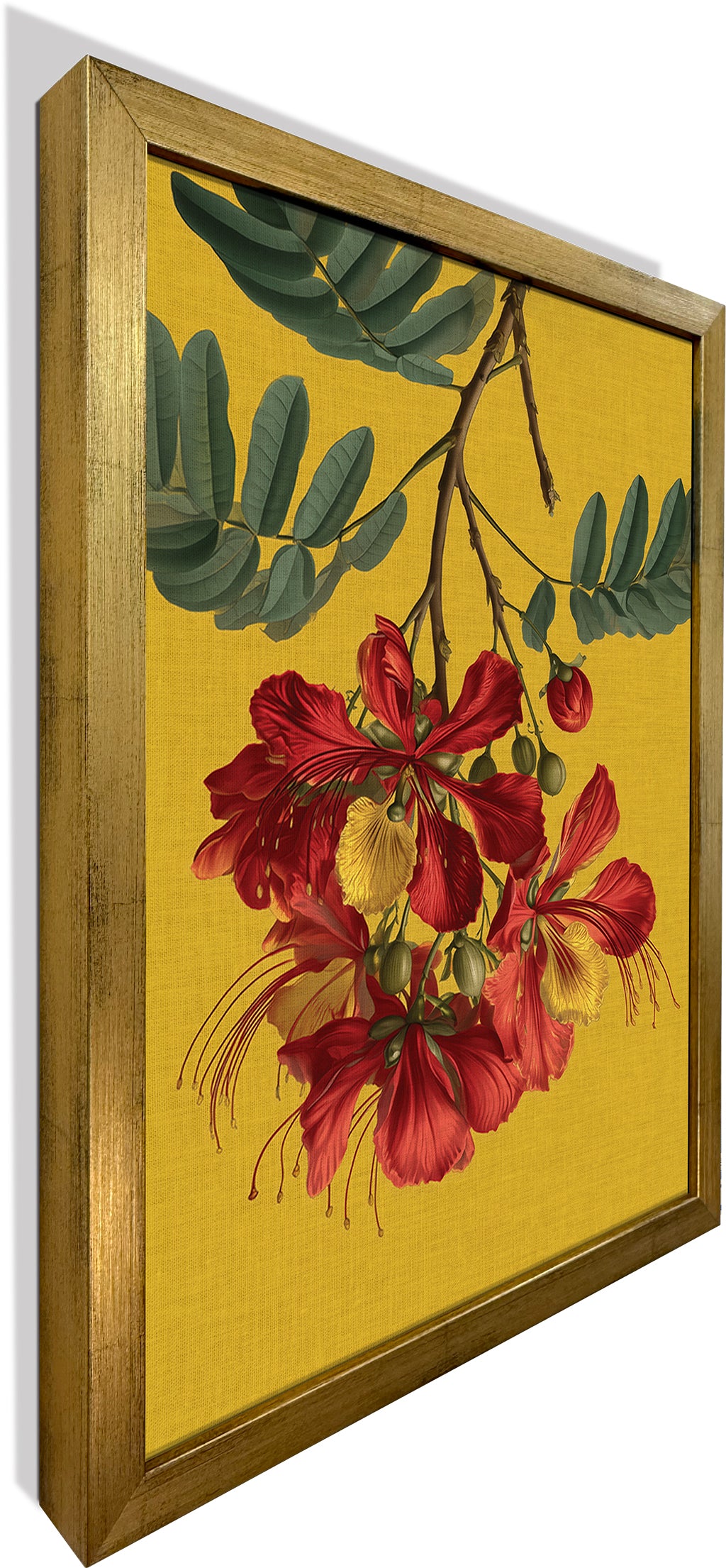 Gulmohar
