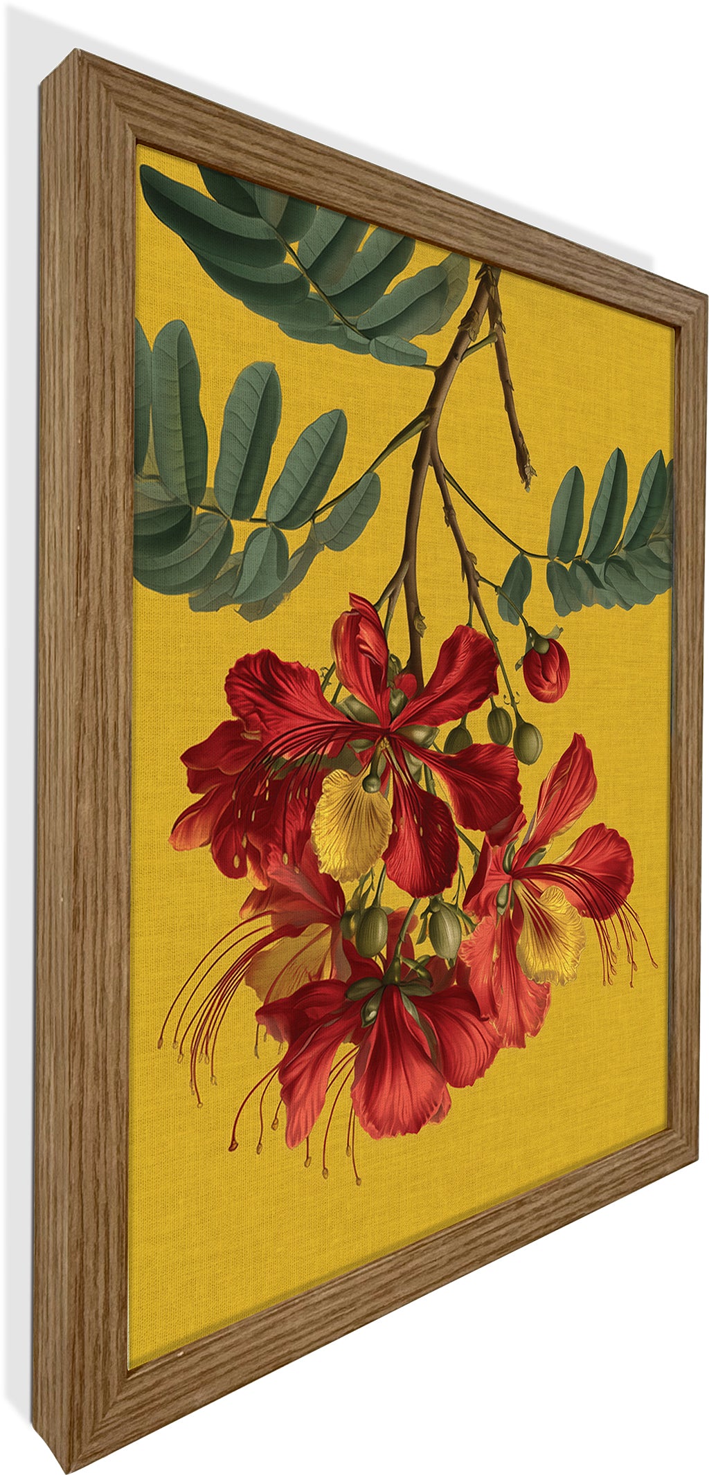 Gulmohar
