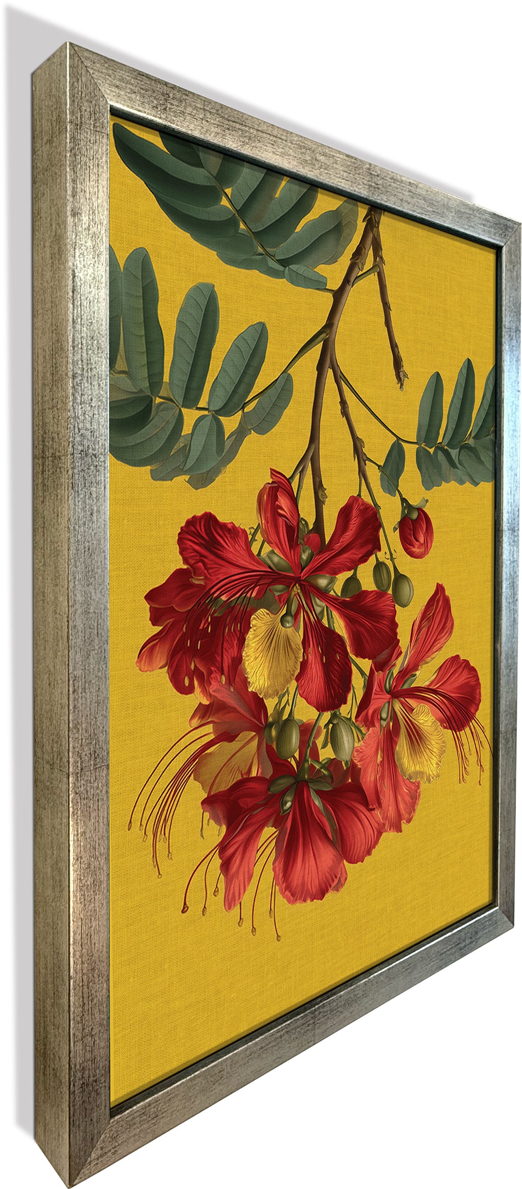 Gulmohar