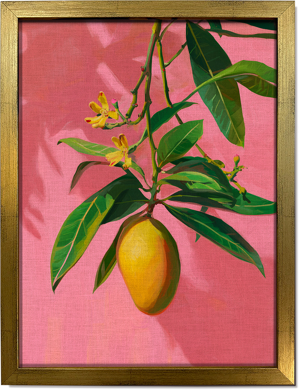 Mango on Jaipur Pink
