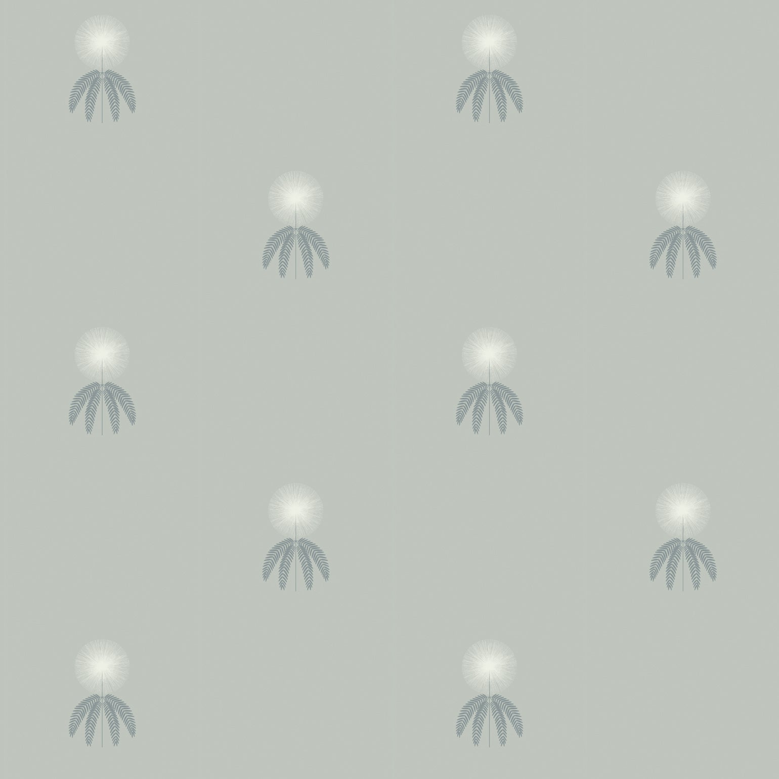 Mimosa-Olive
