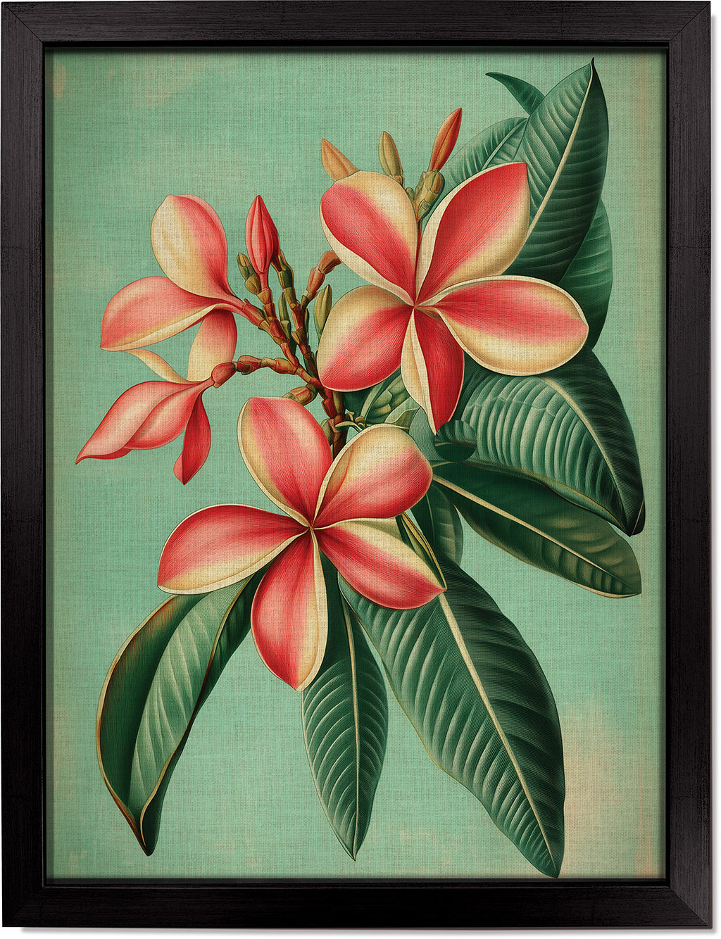Plumeria