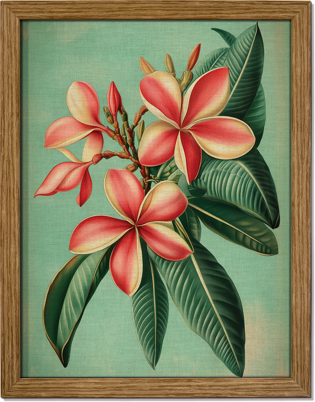 Plumeria