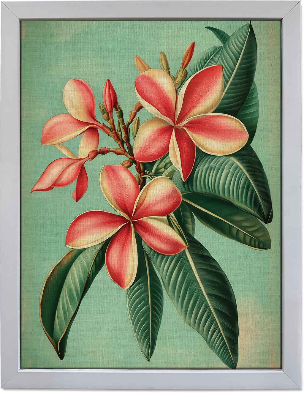 Plumeria