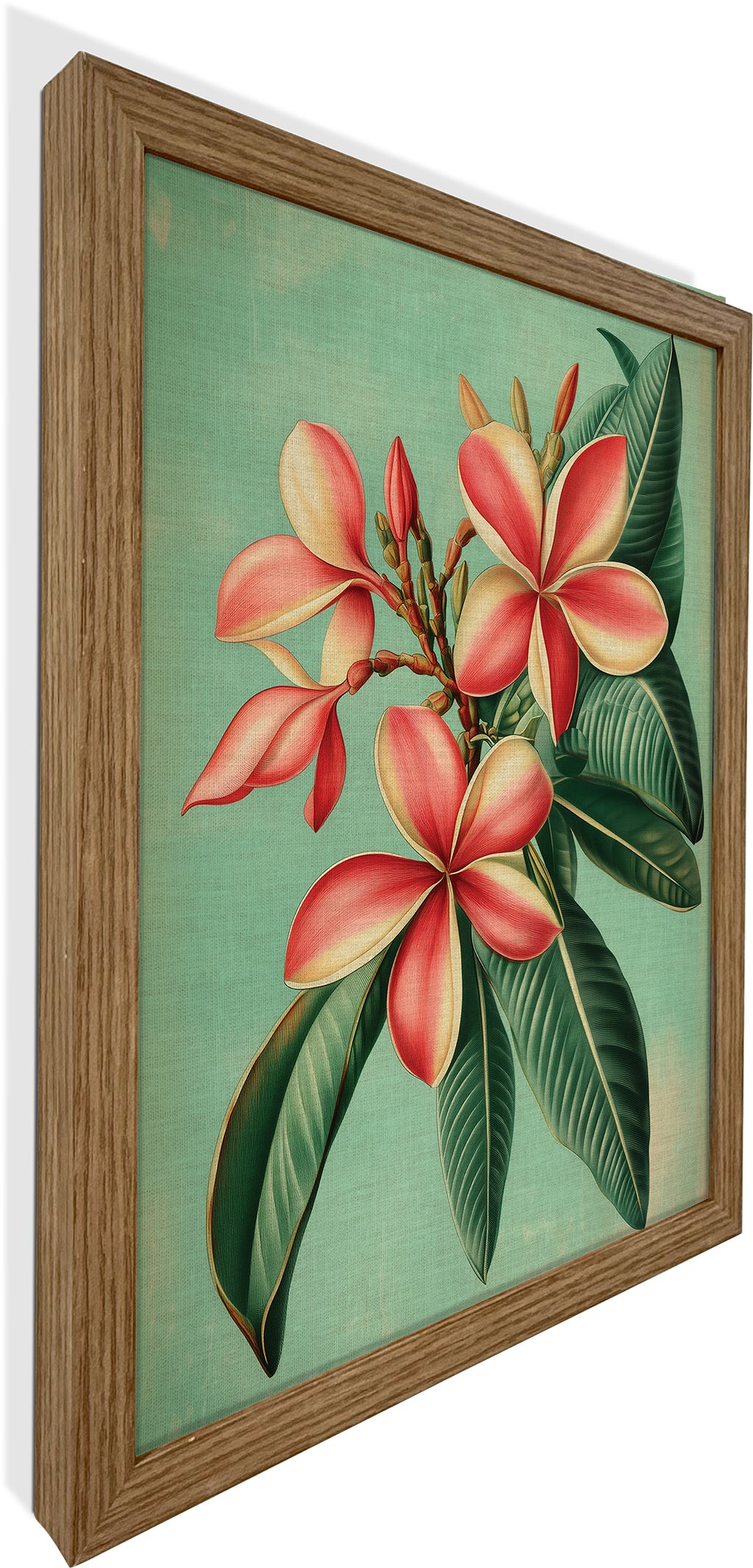 Plumeria