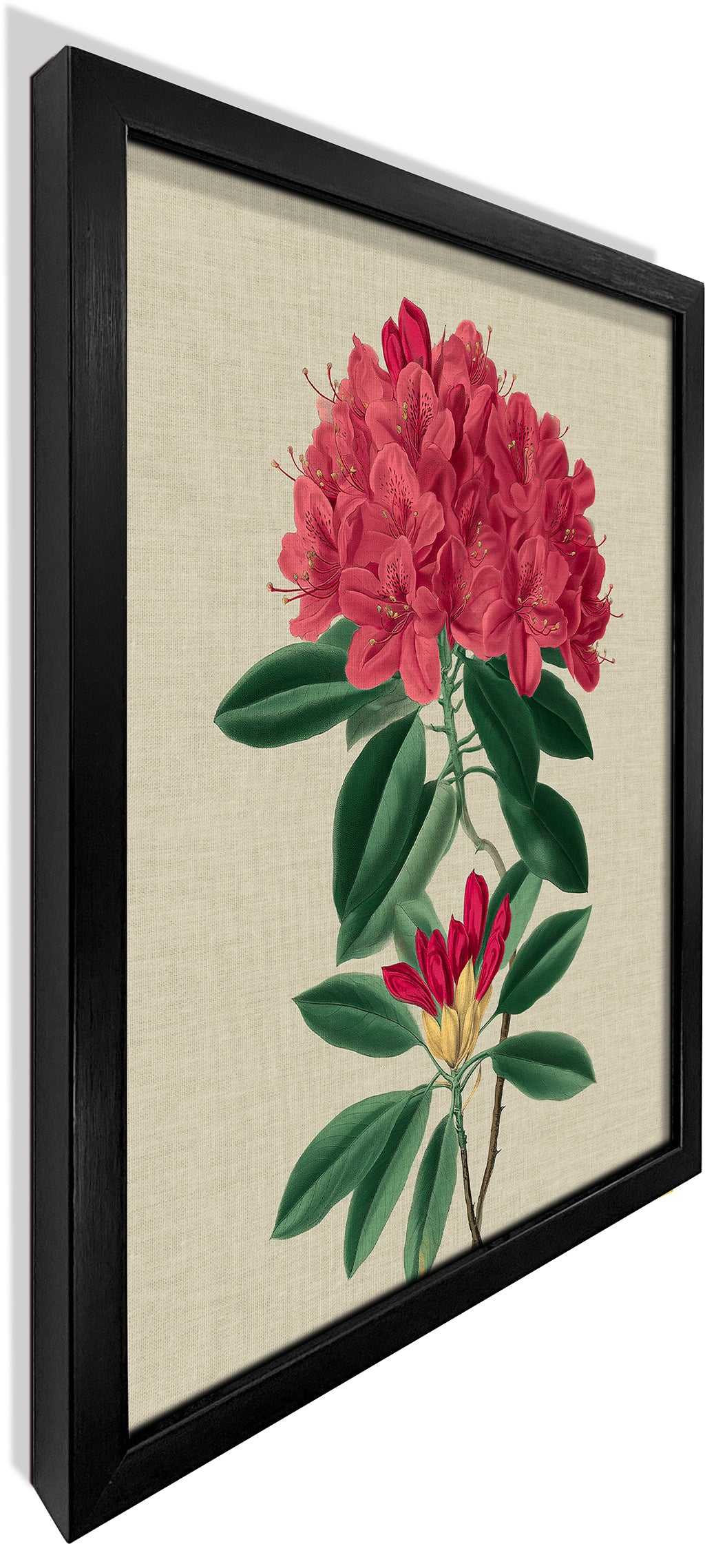 Rhododendron Bloom 1