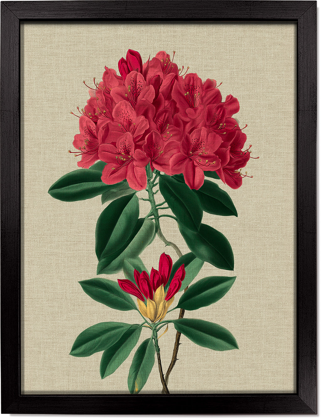 Rhododendron Bloom 1