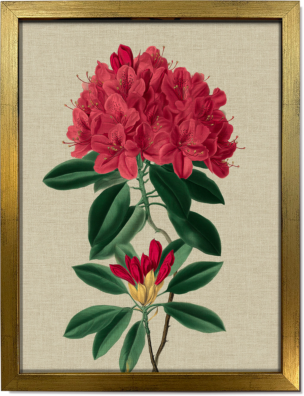 Rhododendron Bloom 1