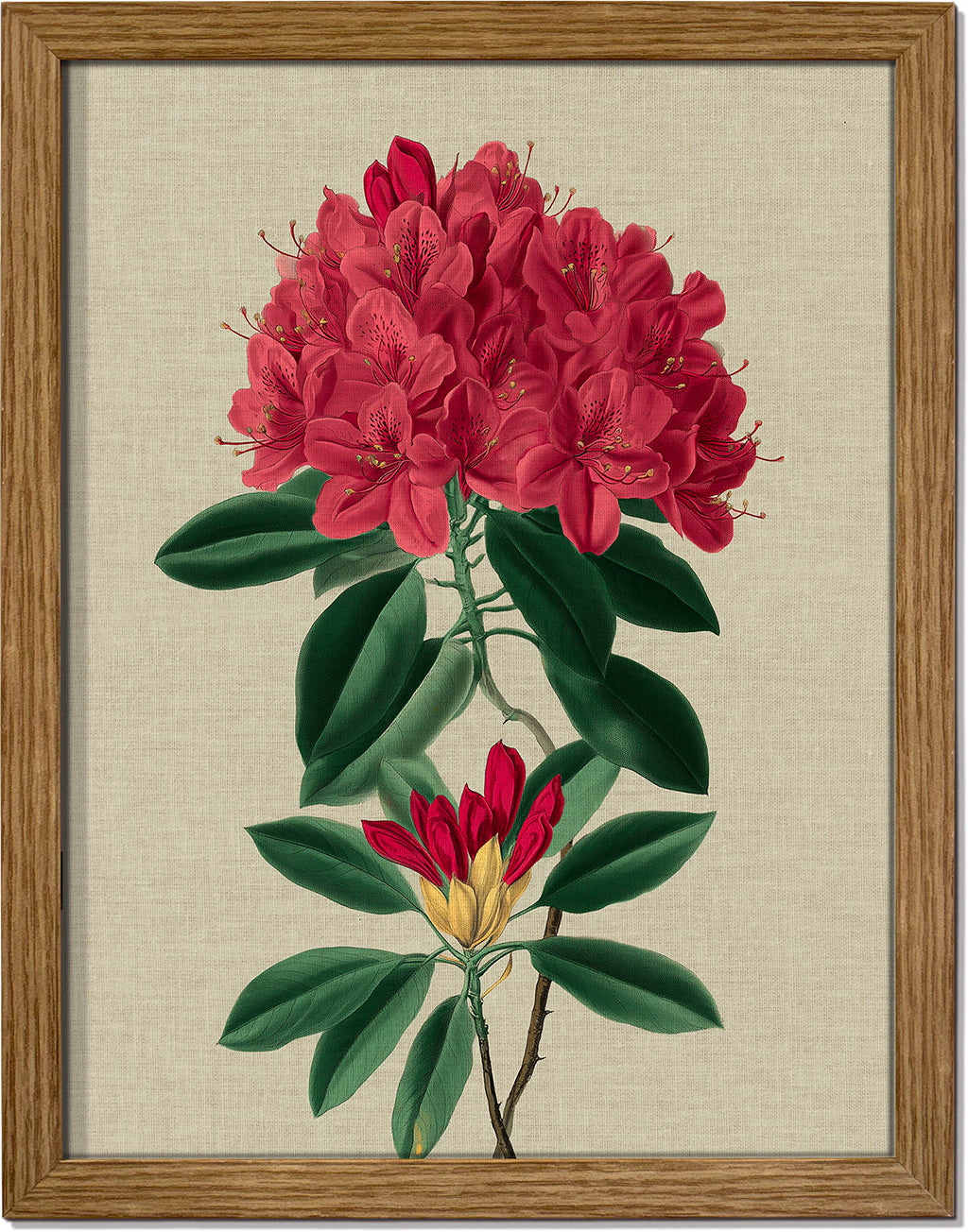 Rhododendron Bloom 1
