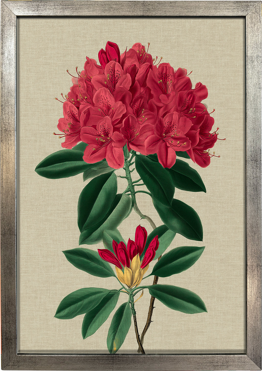Rhododendron Bloom 1
