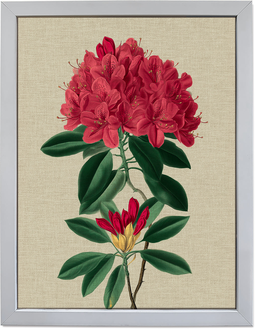 Rhododendron Bloom 1