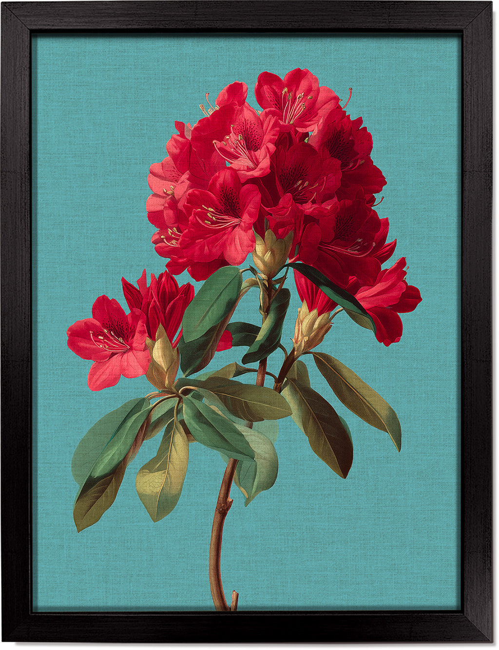 Rhododendron Bloom 2