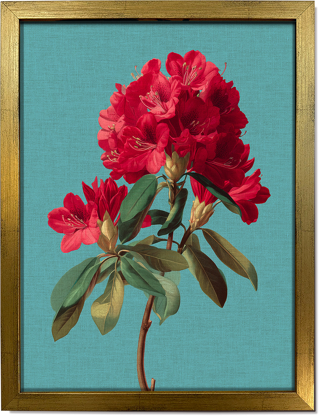Rhododendron Bloom 2