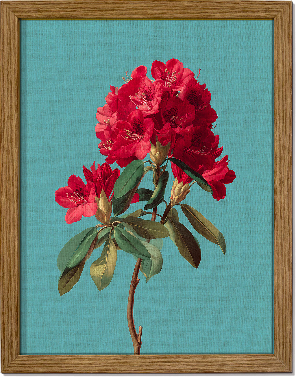 Rhododendron Bloom 2