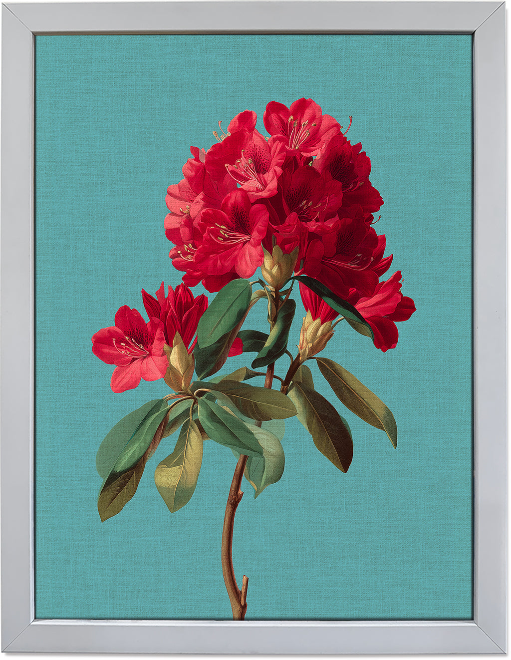 Rhododendron Bloom 2