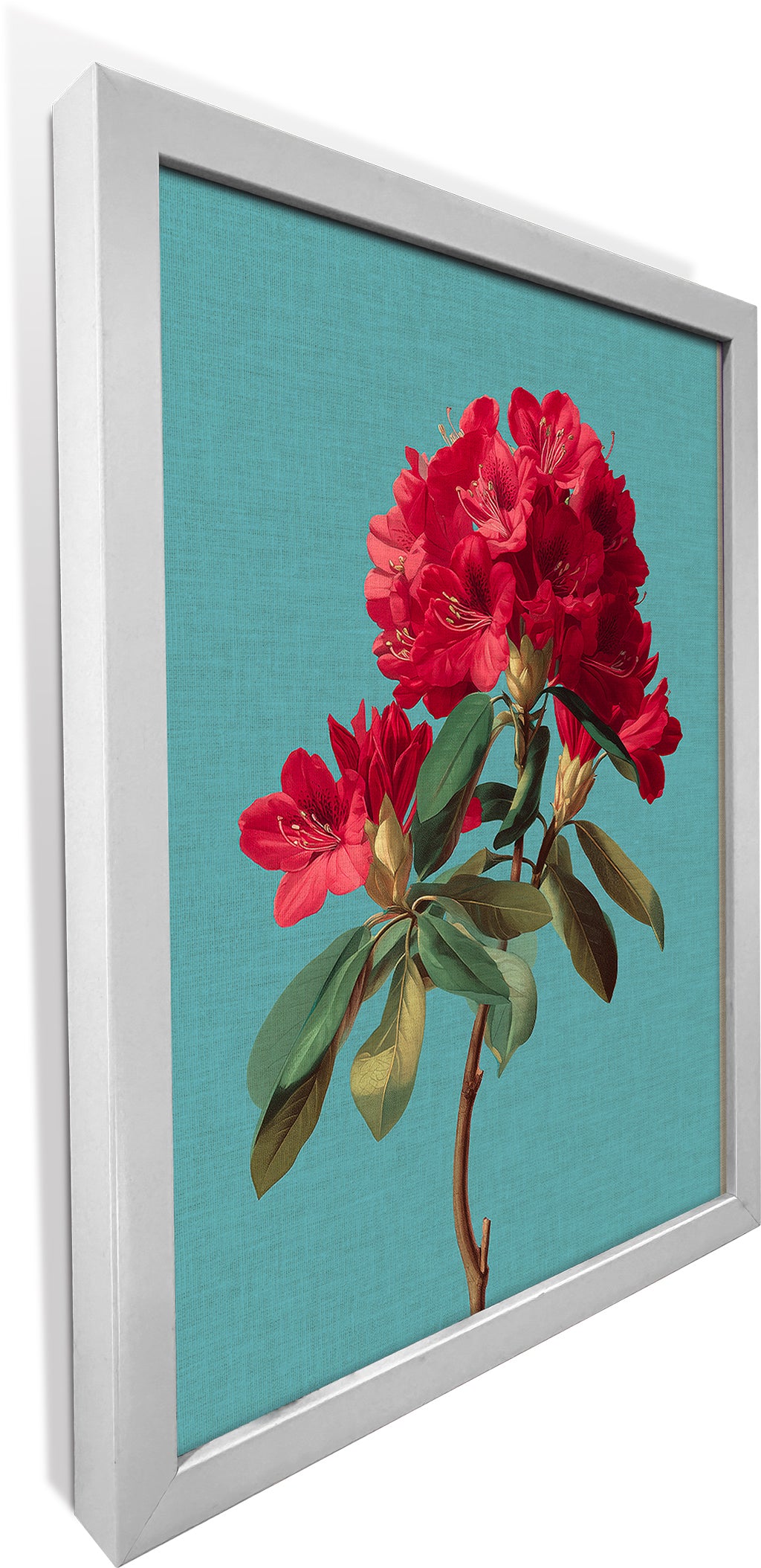 Rhododendron Bloom 2