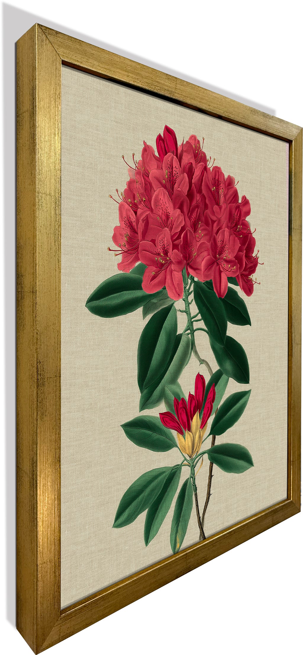 Rhododendron Bloom 1