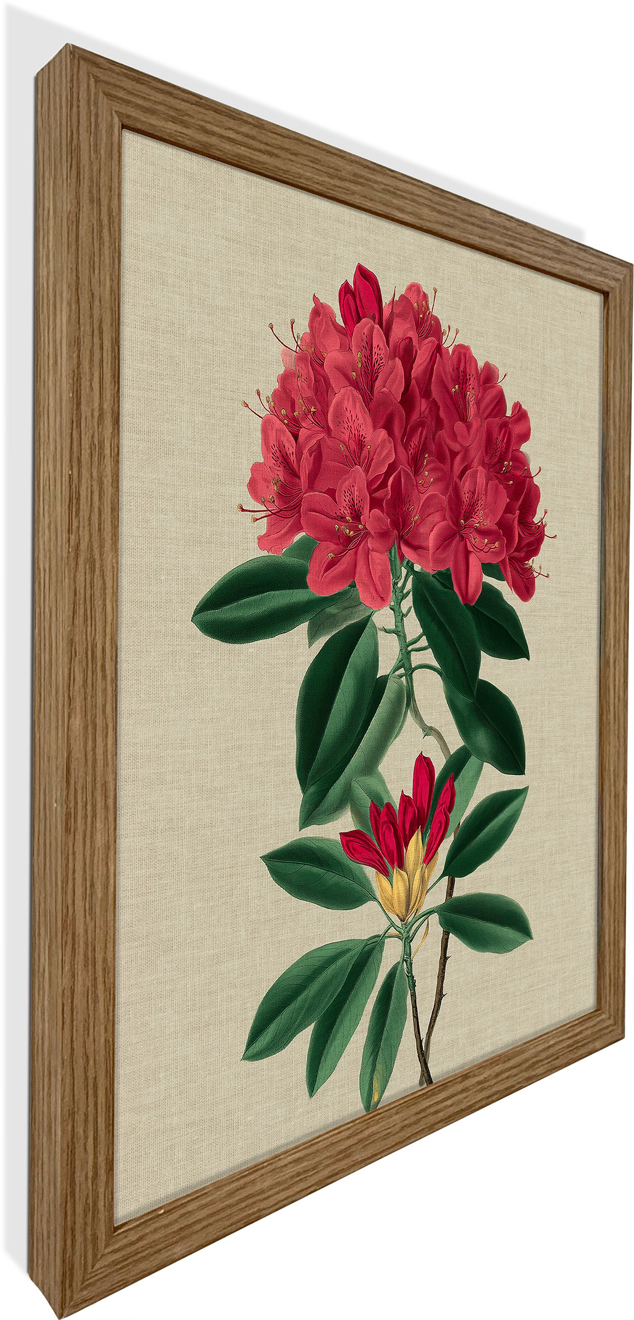 Rhododendron Bloom 1