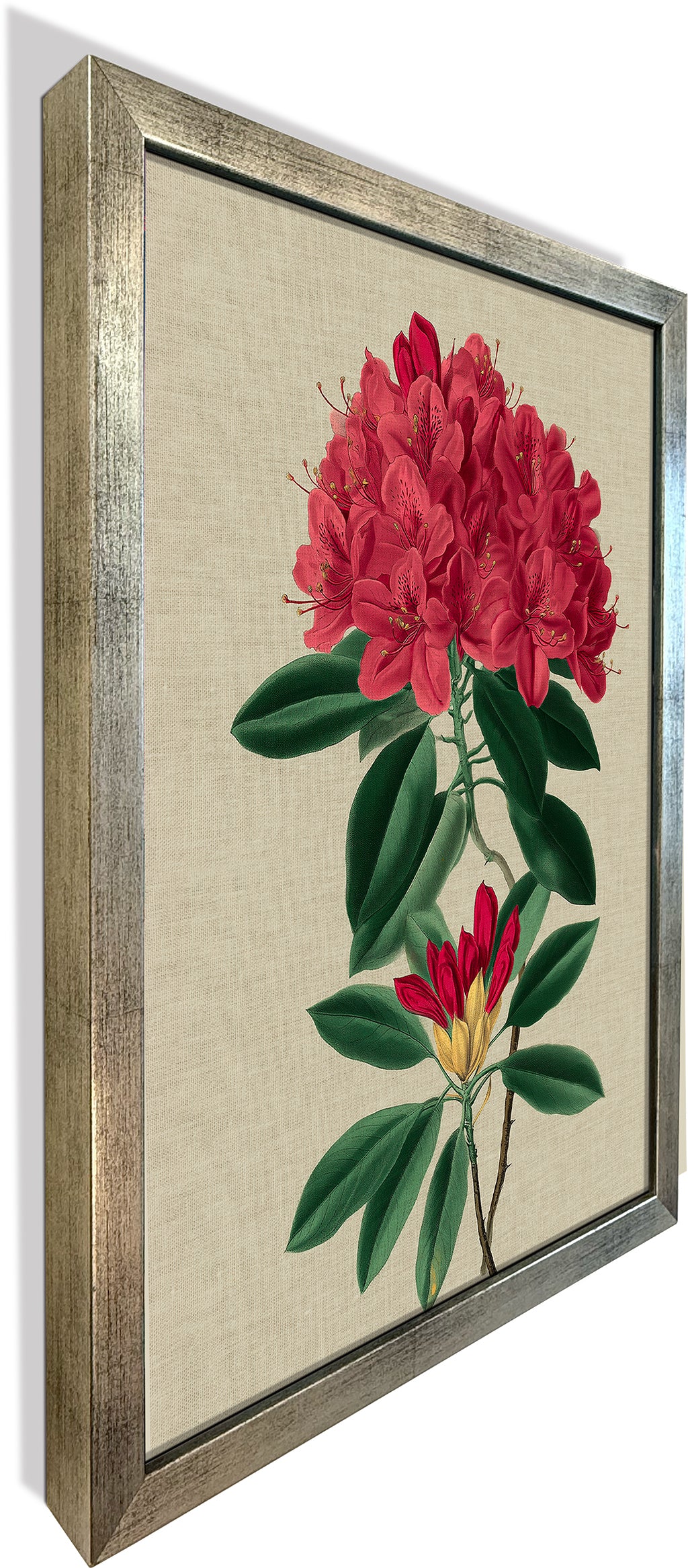 Rhododendron Bloom 1