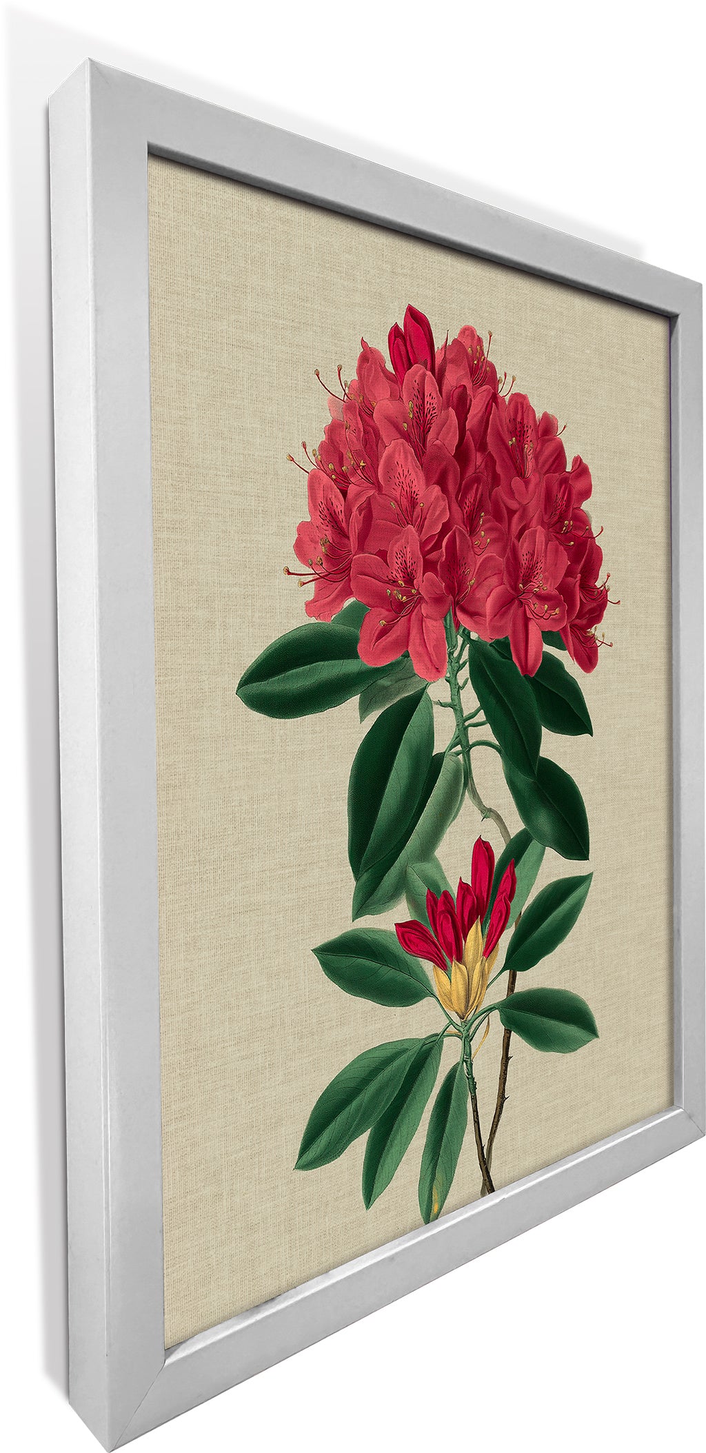 Rhododendron Bloom 1