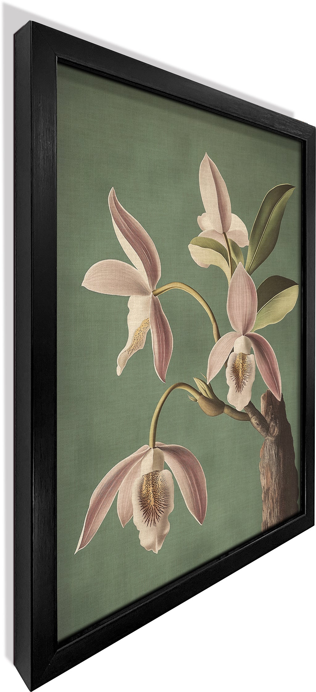 Wild Orchid