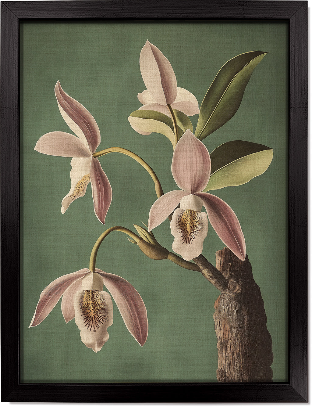 Wild Orchid