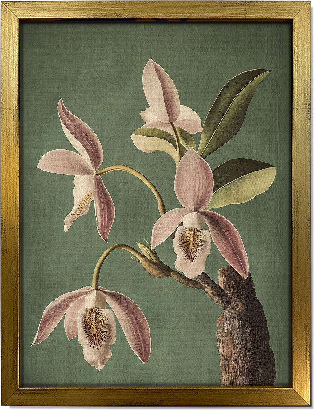 Wild Orchid