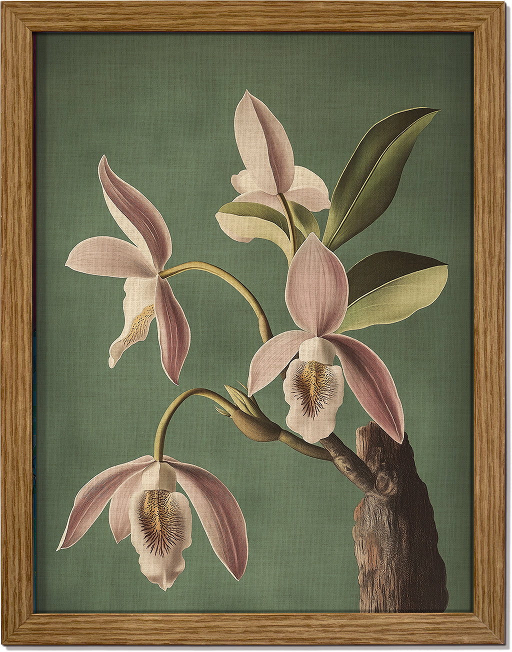Wild Orchid