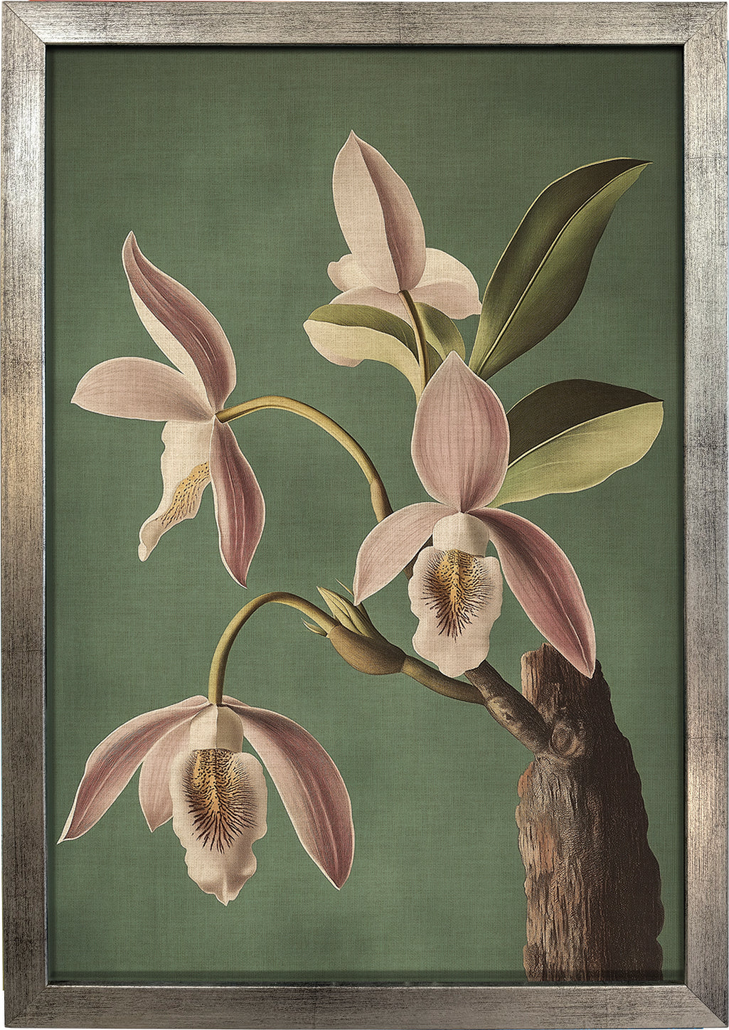 Wild Orchid