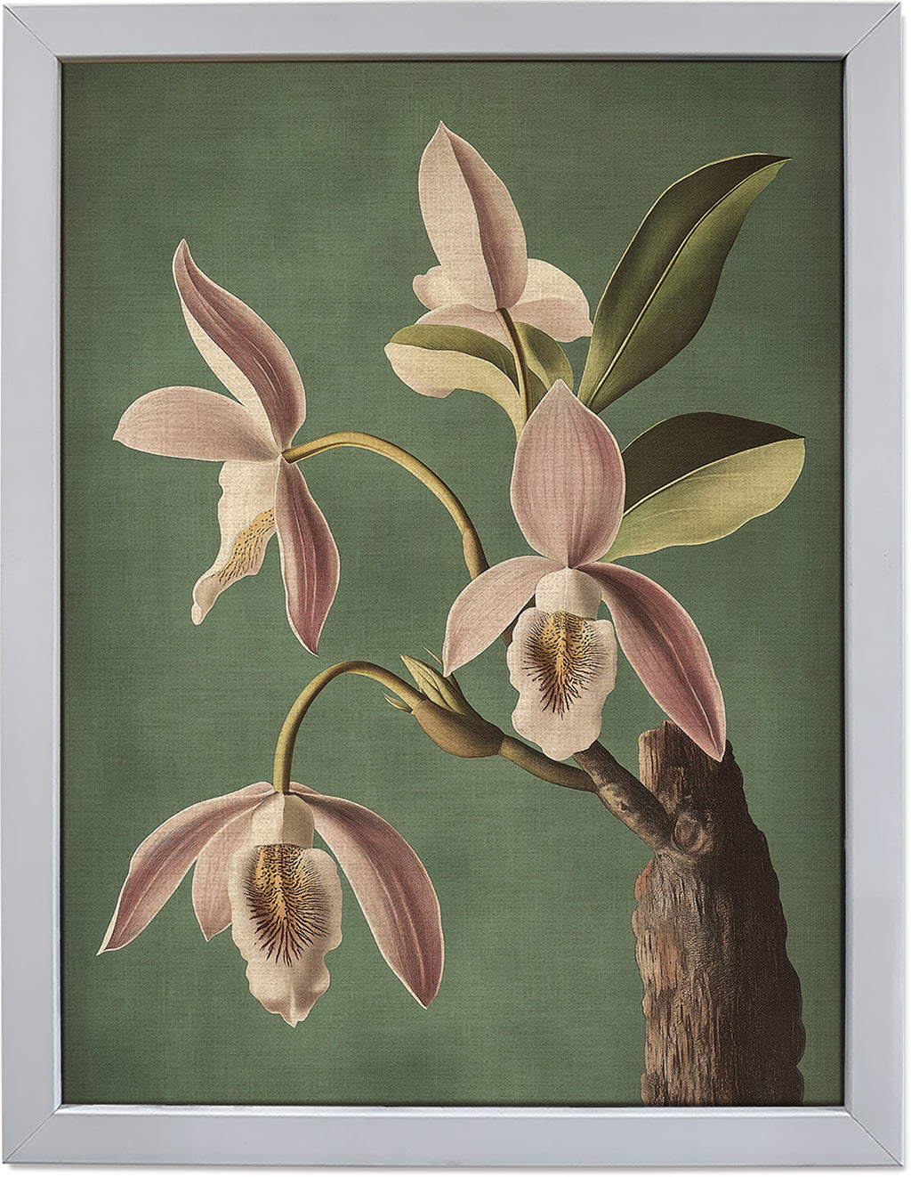 Wild Orchid