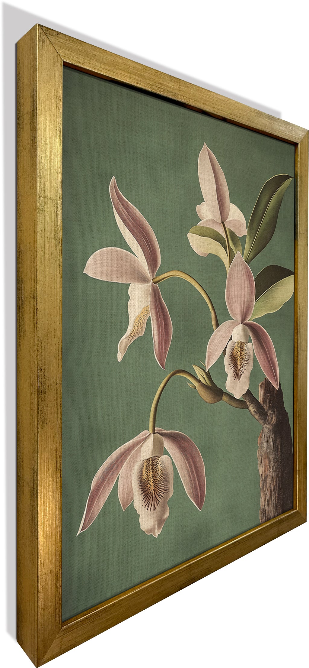 Wild Orchid