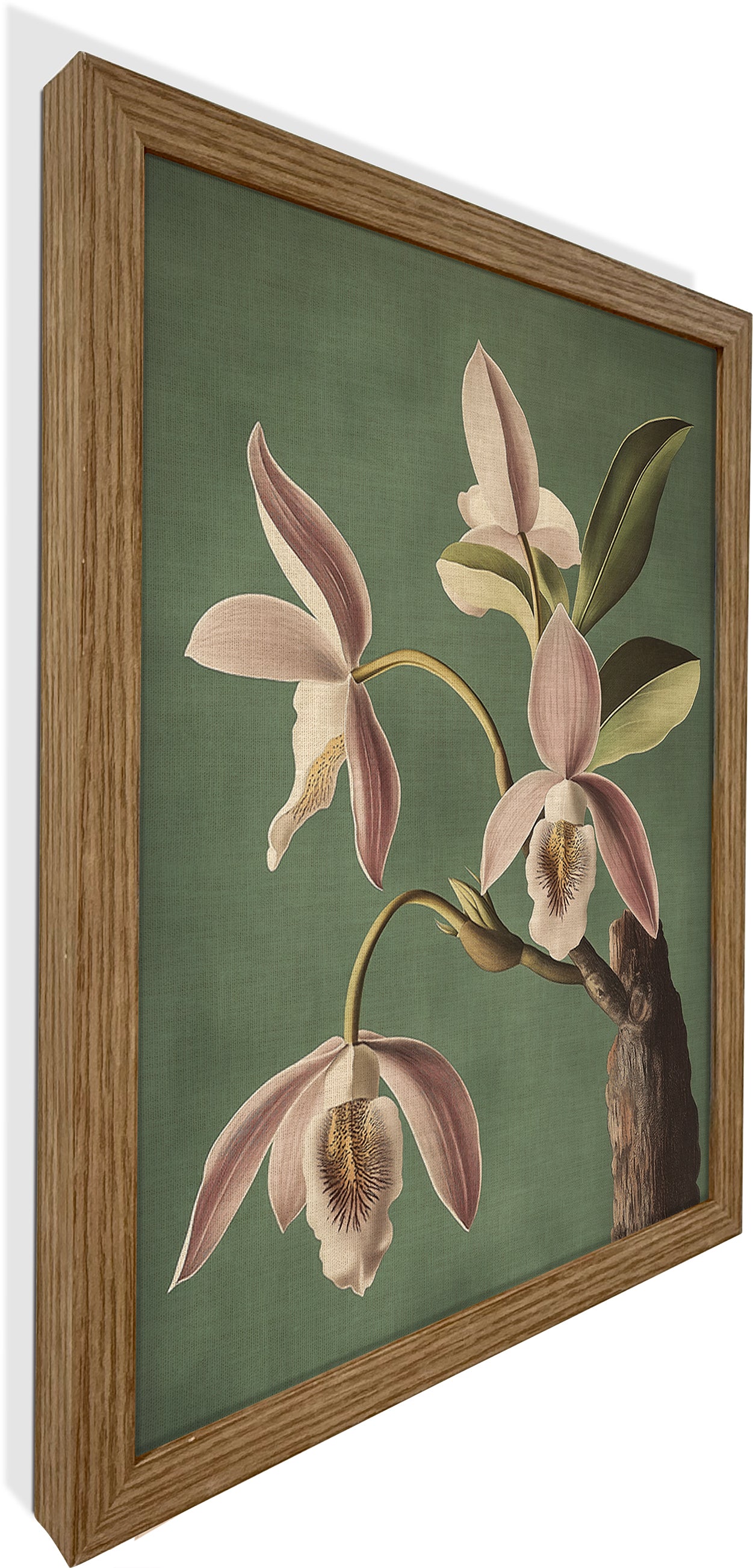 Wild Orchid
