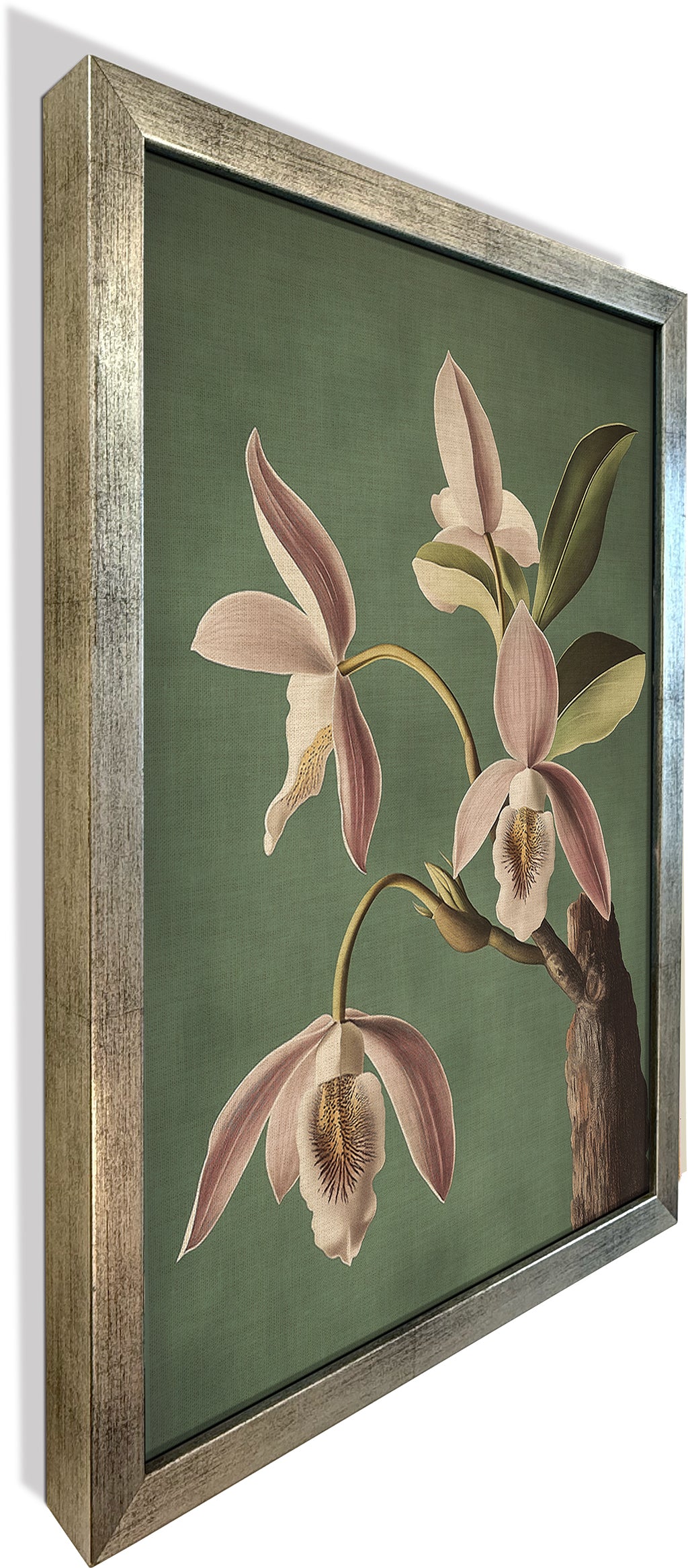 Wild Orchid