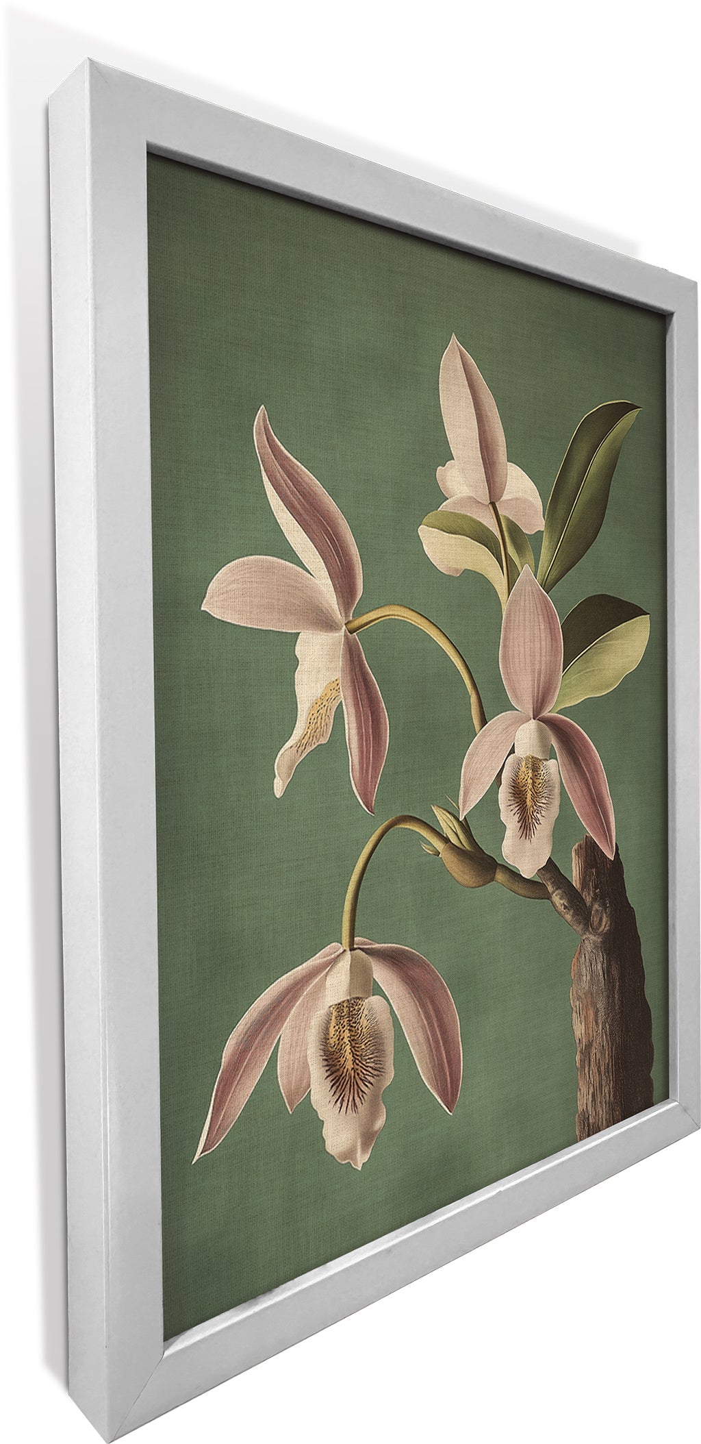Wild Orchid